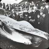 Humpback whale on display, Aberdeen, 1884