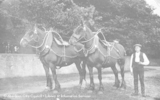 Portrait of male farm hand with two plough horses