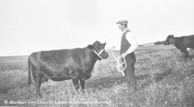 Farm servant with cow