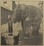 Elephant at Fidler's Well